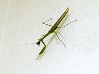 A praying mantis insect or mantidae