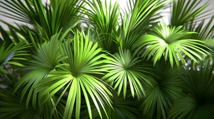 Lush Tropical Green Leaves Scattered Over White Canvas Background