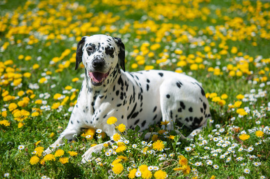 Dalmatian dog  lying on a lawn among blooming dandelions and daisies