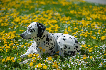 Dalmatian dog is lying on a lawn among blooming dandelions and daisies