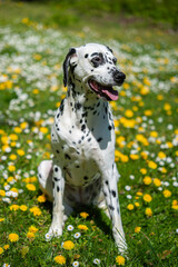 Dalmatian dog  sitting on a lawn among blooming dandelions and daisies
