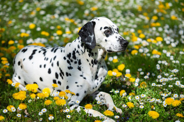Dalmatian dog  lying on a lawn among blooming dandelions and daisies