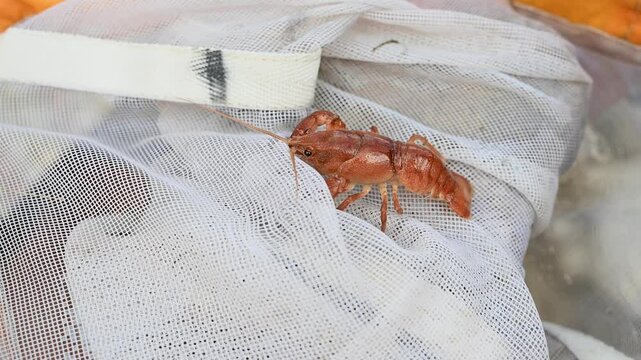 Crayfish. Crayfish from the river in scientist's ner. Astacus astacus.