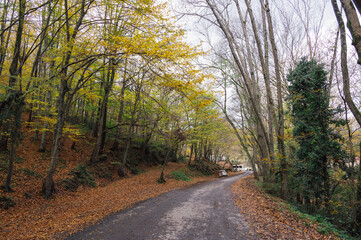 Naklejka premium Scenery of autumn nature in Belgrade forest. Pathway near Istanbul, Turkey.