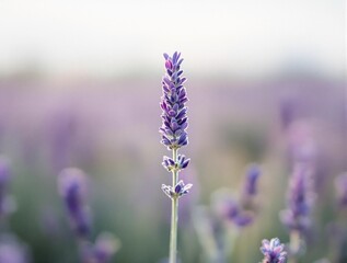 Obraz premium single lavender flower in full bloom, set against a blurred background of lavender plants. The soft purple hues and delicate petals create a serene and calming atmosphere, perfect for relaxation or ar