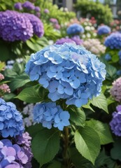 Close-up of a single blooming hydrangea in garden surrounded by other flowers,  stems,  nature
