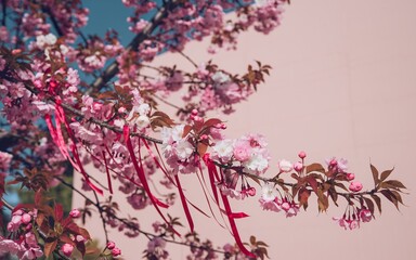 Pink cherry blossoms with red ribbons against a pink wall.