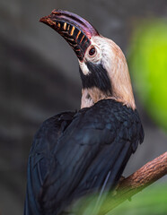 Penelopides manillae calao chico de luzon de espalada
