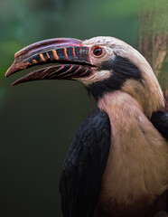 Penelopides manillae calao chico de luzon