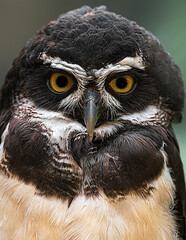 Obraz premium close up de cara de buho con los ojos abiertos 