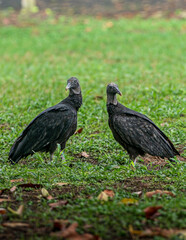 dos aves de rapiñas, vulture