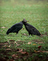 dos aves de rapiñas entrelazando sus cabezas, vulture 