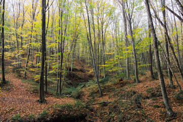 Scenery of autumn nature in Belgrade forest. Pathway near Istanbul, Turkey.