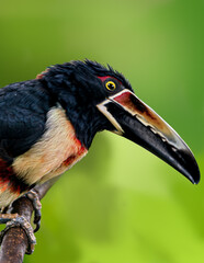 close up de tucancillo collarejo o arasarí acollarado​ 