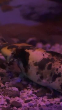 Catfish clarias (clarius) marble in their natural habitat. Clarias gariepinus