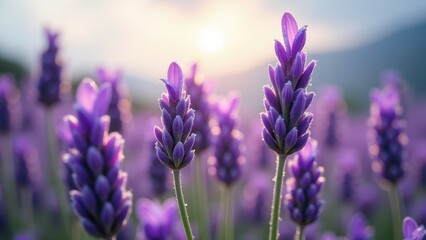 Obraz premium Close-up of lavender flowers in a sunlit field at sunset 