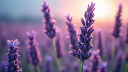Fototapeta premium Close-up of lavender flowers in a sunlit field at sunset 