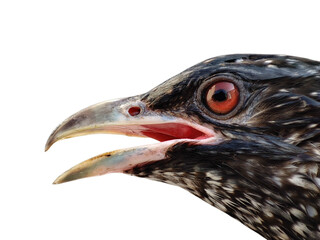 Asian koel Closeup Png