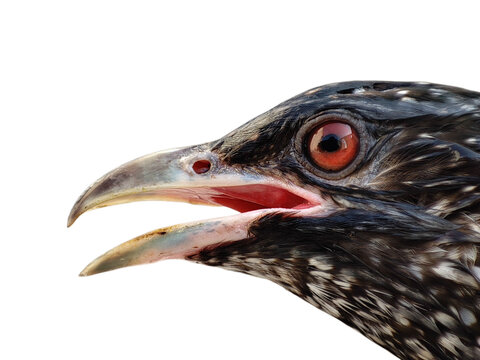 Asian koel Closeup Png