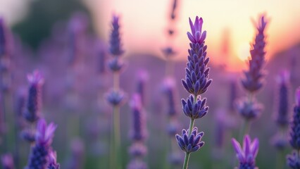 Obraz premium Close-up of lavender flowers in a sunlit field at sunset 