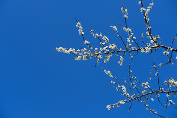 Beautiful blooming branches white blossoms, against backdrop of blue sky, concept Nature's Bloom, Spring Celebrations, nature in detail