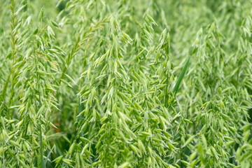 green oat plants, agricultural scene, ripening crop diligent farmer, farming landscape, field ripening oats, agricultural land, farm life