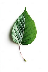 Fototapeta premium Green Leaf White Surface