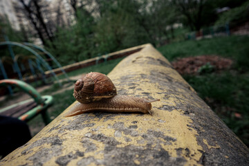 A snail on a concrete fence in a park