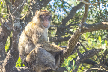 Monkey on Gibraltar, British Overseas Territory and city on the Iberian Peninsula. Barbary macaque perched on a tree branch, amidst lush green foliage. A primate in its natural habitat.