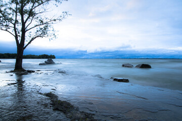 Tree on a Rocky Shore
