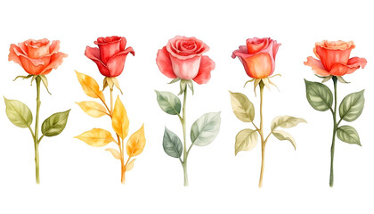Five Watercolor Roses Floral Arrangement Botanical Illustration