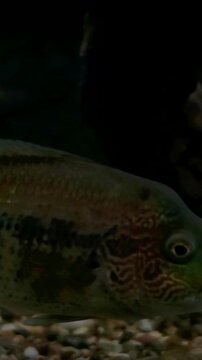 fish Cichlasoma Dow Cichla kelberi, Cichlasoma, Cichlids, Pangasius Catfish and other predatory fish swim in a huge freshwater aquarium.