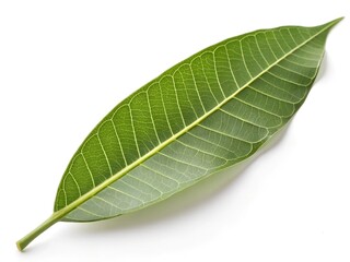 Obraz premium Mango leaf isolated on white background, clipping path, full depth of field