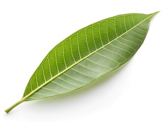 Obraz premium Mango leaf isolated on white background, clipping path, full depth of field
