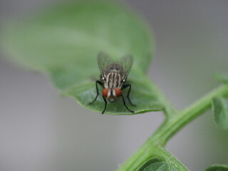 Close-up of a common housefly resting on a vibrant green leaf. Detailed textures of the fly's wings and body contrast with the smooth surface of the leaf, highlighting the beauty in nature's.