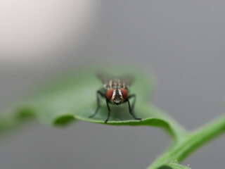 Close-up of a common housefly resting on a vibrant green leaf. Detailed textures of the fly's wings and body contrast with the smooth surface of the leaf, highlighting the beauty in nature's.