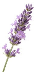Obraz premium Sprigs of lavender flowers isolated on a white background. Lavender blossoms. Bunch of lavender. 