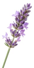 Naklejka premium Sprigs of lavender flowers isolated on a white background. Lavender blossoms. Bunch of lavender. 