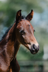 h&uuml;bsches braunes Warmblutfohlen Portrait, Pferdekopf im Sommer, h&uuml;bsches Hengsfohlen mit gespitzten Ohren