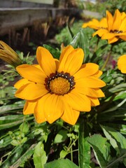 yellow flowers in the garden