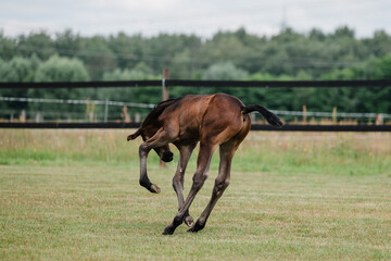 Junges braunes Fohlen auf einer Sommerwiese, Warmblut Pferd galoppiert über eine Weide, kleines...