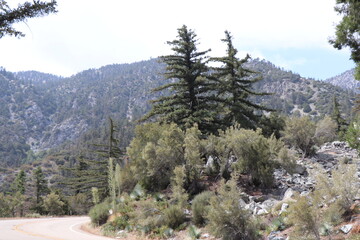 trees in the mountains