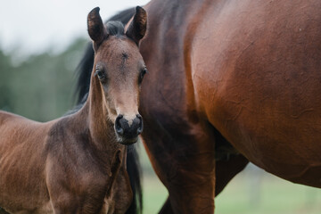 Junges braunes Fohlen auf einer Sommerwiese, Warmblut Fohlen bei seiner Mutter, Mutterstute mit...