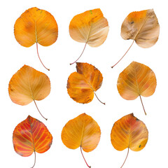 Obraz premium A vibrant collection of autumn leaves showcasing various shapes and colors, highlighting the beauty of nature in seasonal transition.