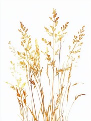 Fototapeta premium Grass bunch on white background