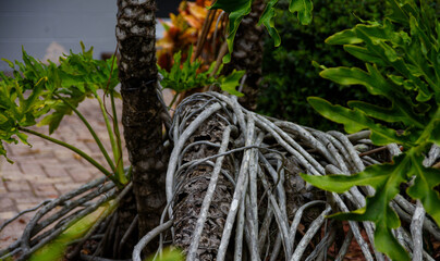 Braided philodendron