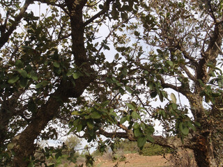 Fototapeta premium Natura