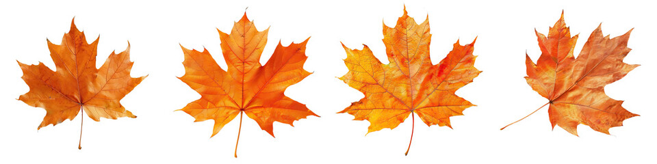 Obraz premium Four vibrant orange maple leaves arranged in a row, showcasing their intricate shapes and autumn hues.