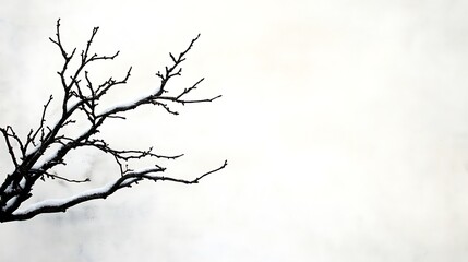 Snow covered branch against a white background