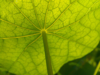 Natura